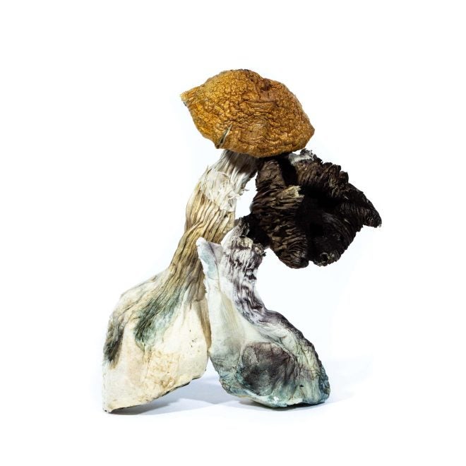 Zed Dried Mushroom of Doobdasher, Canada